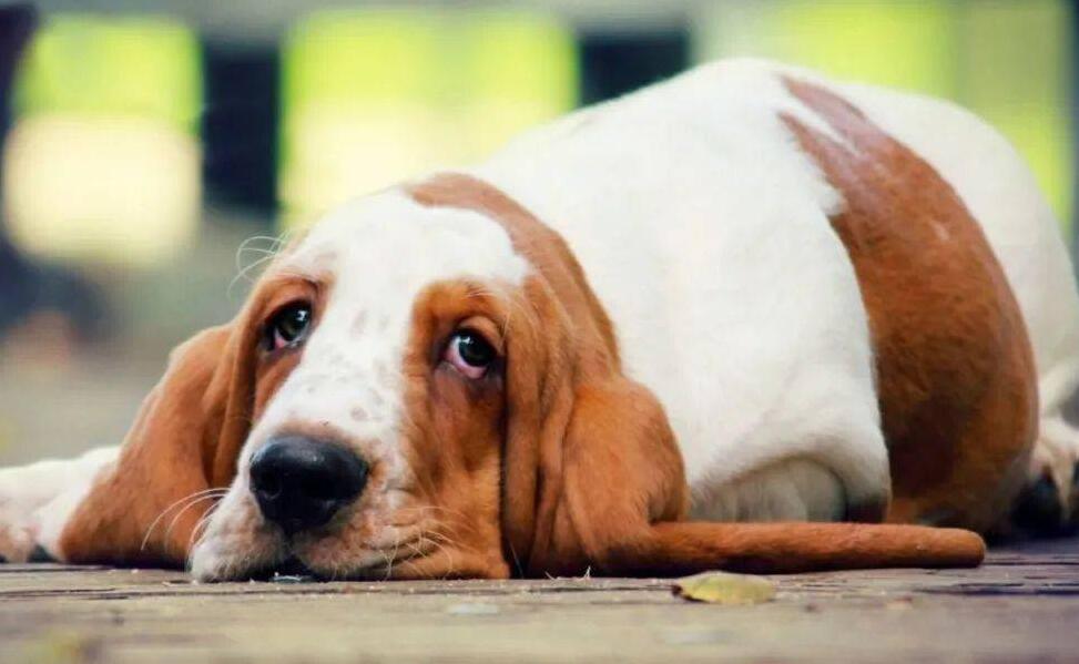 “寿命长”的狗 像是最多见这好多个特点 只是希望家里狗常是(图1)