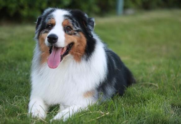 “寿命长”的狗 像是最多见这好多个特点 只是希望家里狗常是(图2)