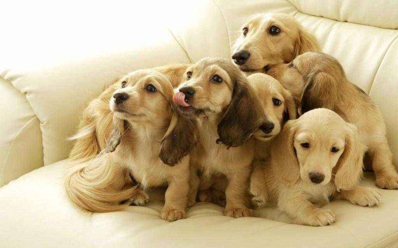 狗狗我想知道为什么会得肉眼不可见 要学会找原因(图1)