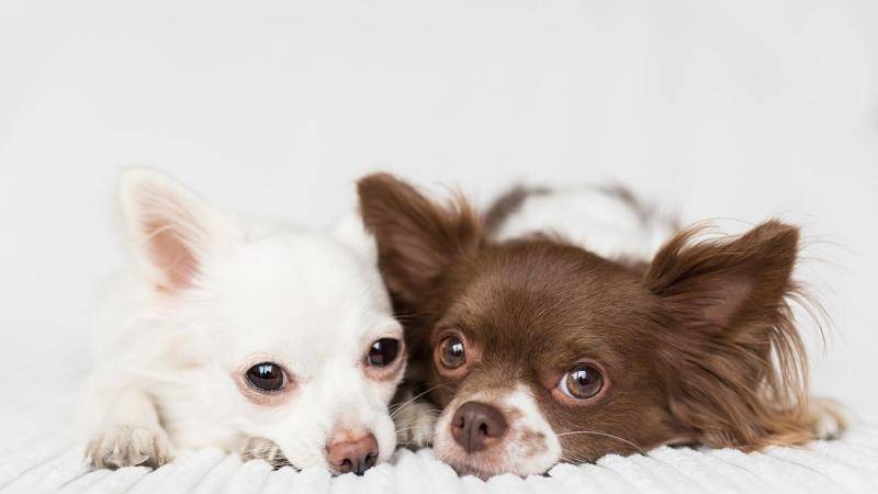 狗狗我想知道为什么会得肉眼不可见 要学会找原因(图2)