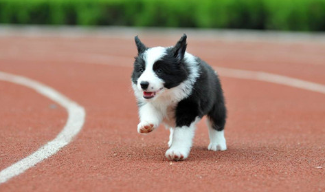 小狗一般都喝哪个品牌的奶粉 狗狗奶粉哪家品牌好?(图1)