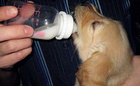 小狗一般都喝哪个品牌的奶粉 狗狗奶粉哪家品牌好?(图2)