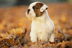 英国斗牛犬寿命多长 健康生活才增寿(图1)