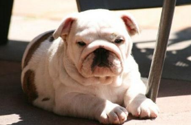 英国斗牛犬寿命多长 健康生活才增寿(图2)