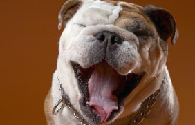 英国斗牛犬寿命多长 健康生活才增寿(图3)