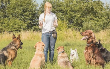 一只狗狗刚开始「变坏」的五大迹象！(图1)