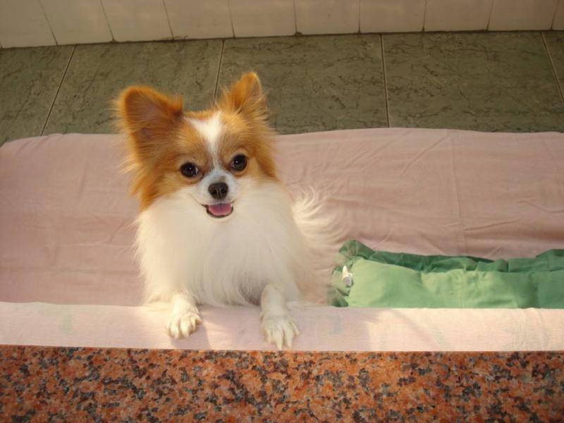 蝴蝶犬优点和缺点 打听一下明白才能好些的多爱护(图3)