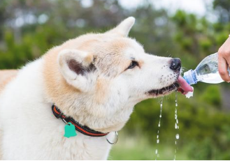 狗狗吐舌不不过因此热 还很有可能是这五点 主人理应高度重视!(图1)