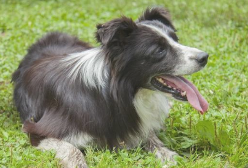 狗狗吐舌不不过因此热 还很有可能是这五点 主人理应高度重视!(图2)