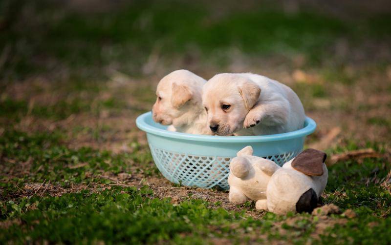 哈士奇和拉布拉多哪个好养 比较好一下不就明白了(图2)