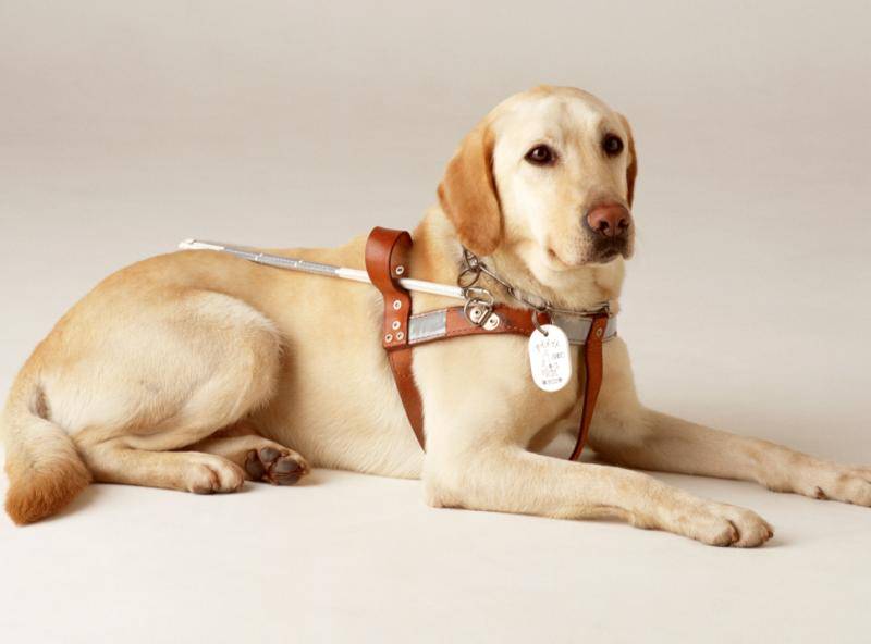 哈士奇和拉布拉多哪个好养 比较好一下不就明白了(图1)