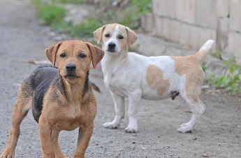 当你察觉你的狗狗很生疏你 那可以说是你可能会是做了那边这一些事！(图2)