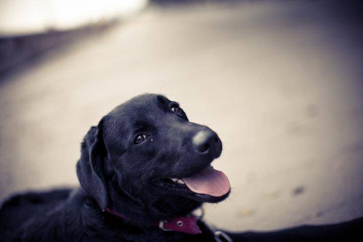 白色拉布拉多怎么知道纯不纯 注意观察这几点(图2)