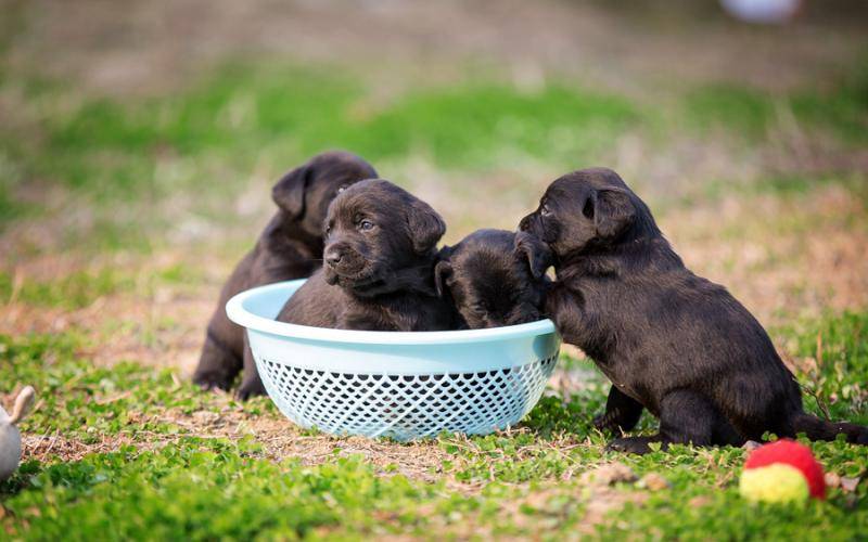 白色拉布拉多怎么知道纯不纯 注意观察这几点(图3)