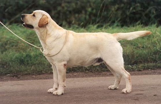 拉布拉多爱经常打架怎么办啊?你该那样去管教帮一下忙(图2)