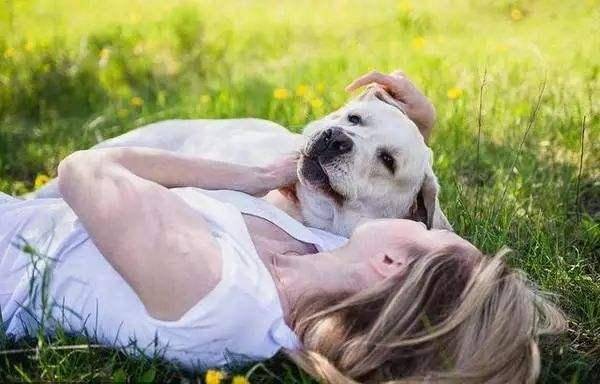 拉布拉多爱经常打架怎么办啊?你该那样去管教帮一下忙(图3)