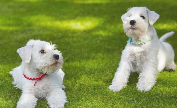 这6种不那么爱掉毛的狗狗 看一下最很喜欢哪一只？(图2)