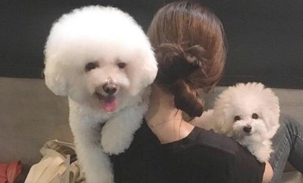 这6种不那么爱掉毛的狗狗 看一下最很喜欢哪一只？(图1)