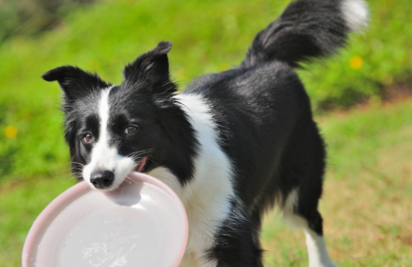 边境牧羊犬咋自由交配?注意一点好这几个方面很最关键(图1)