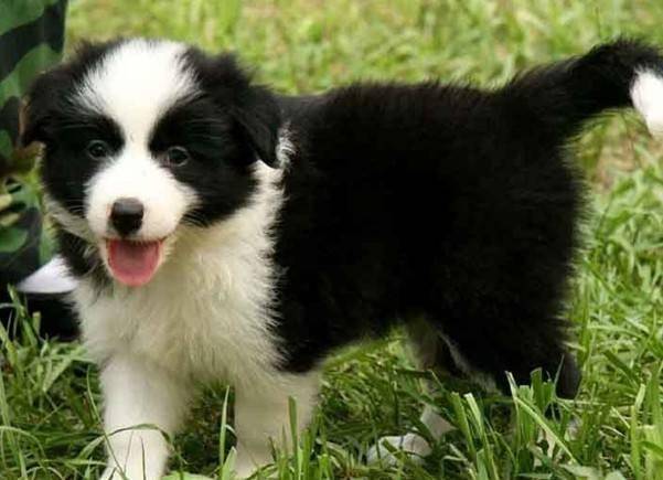 边境牧羊犬咋自由交配?注意一点好这几个方面很最关键(图3)
