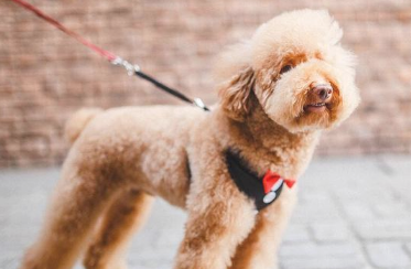 养宠物 能选这5种小狗 不仅仅黏人还行养！(图1)