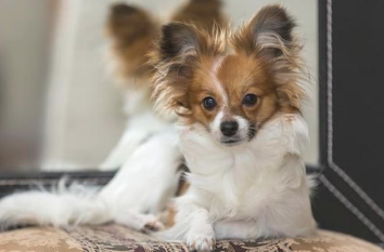 养宠物 能选这5种小狗 不仅仅黏人还行养！(图2)