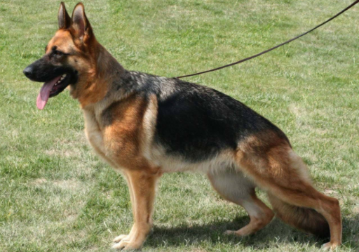 边境牧羊犬打得过德牧吗?不看这些又怎会明白(图3)