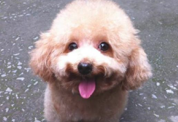 养宠物的注意了 你的这种个人行为 会造成狗狗拉稀!(图1)