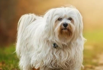 养宠物的注意了 你的这种个人行为 会造成狗狗拉稀!(图2)