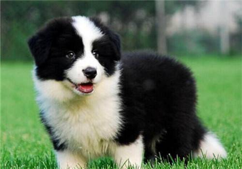 边境牧羊犬幼犬咋选?主要注意考虑到的是这几点(图3)