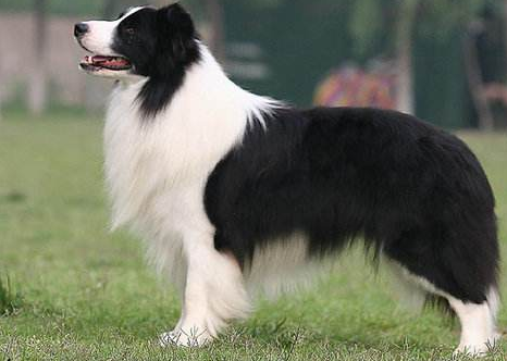 边境牧羊犬会不会看家?看过这些你应该要就会很清楚(图2)