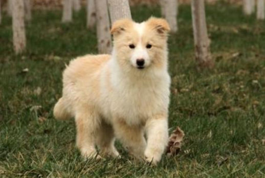 边境牧羊犬会不会看家?看过这些你应该要就会很清楚(图1)