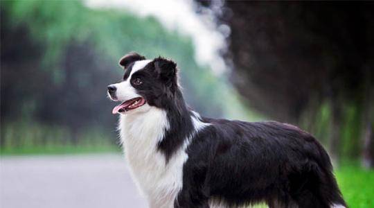边境牧羊犬会不会看家?看过这些你应该要就会很清楚(图3)