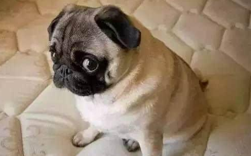 狗狗犯错误后 这5个方法 让它紧张再一次发生 虽然太有用了!(图1)