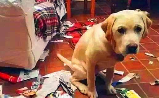 狗狗犯错误后 这5个方法 让它紧张再一次发生 虽然太有用了!(图2)
