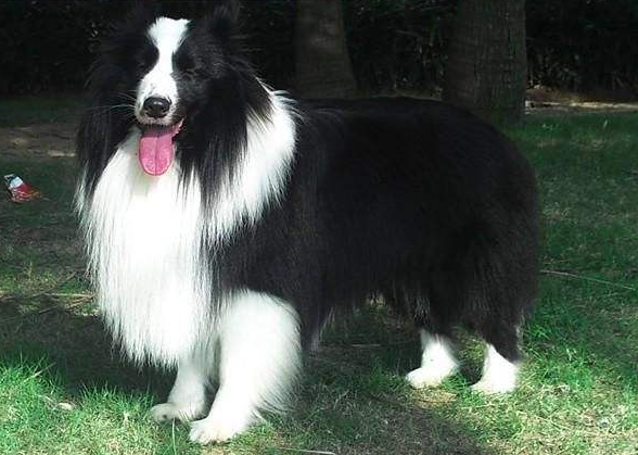 边境牧羊犬如何牧羊 天赋问题高也要勤加训练(图2)