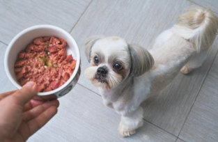 如何改正狗狗吃便便的个人行为?(图1)