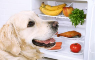 如何改正狗狗吃便便的个人行为?(图2)