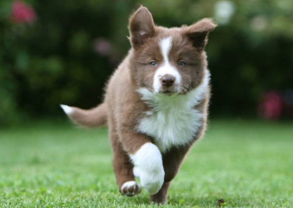 边境牧羊犬能吃米饭吗?视情况当然了是这个可以吃的(图1)