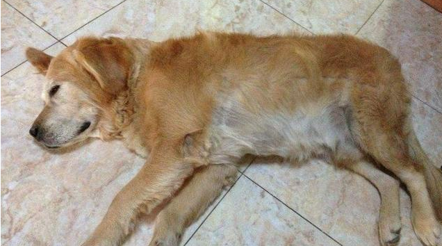 狗狗临死前会有这4个征兆 否则的话出現 多陪在它吧(图2)