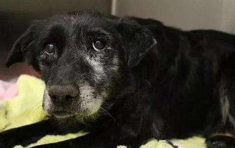 狗狗临死前会有这4个征兆 否则的话出現 多陪在它吧(图1)