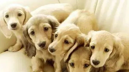 狗狗孕期身体有都有什么变化?(图1)