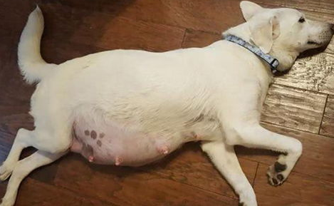 狗狗孕期身体有都有什么变化?(图2)
