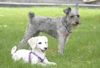 晚上将近几点不能不能喂狗？把控度时间对健康很重要(图1)