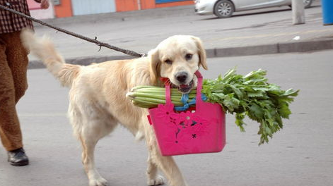 不臭的狗狗才会招人爱！(图2)