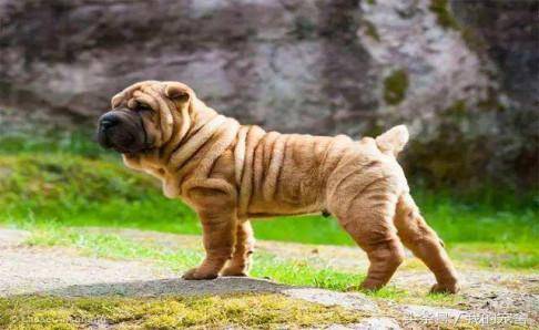 沙皮狗好养么 从娃娃抓起养乖狗(图2)