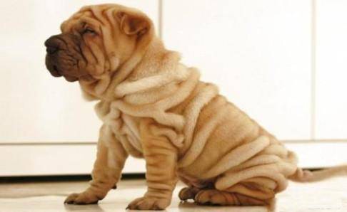 沙皮狗好养么 从娃娃抓起养乖狗(图3)