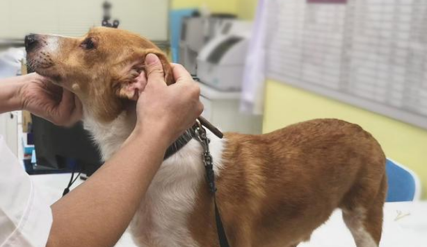 狗狗体检怎么检?(图1)