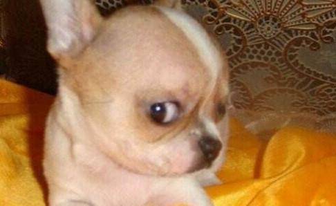 吉娃娃没法吃什么？这些食物要注意(图1)