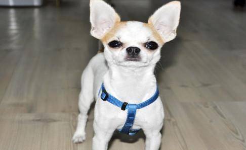 吉娃娃没法吃什么？这些食物要注意(图3)